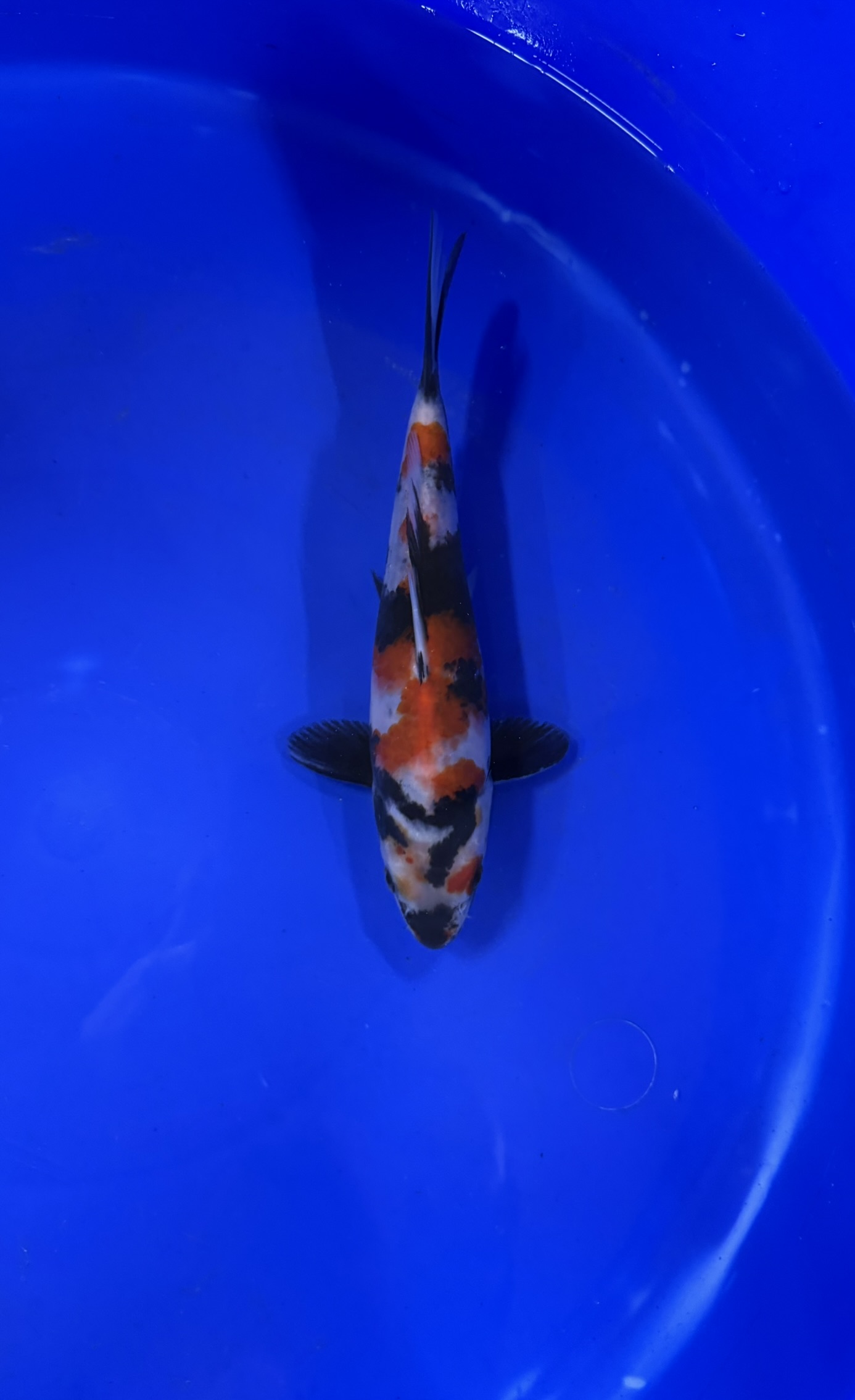 Aquatisch, Vis, Zeeleven, Karper, Koi