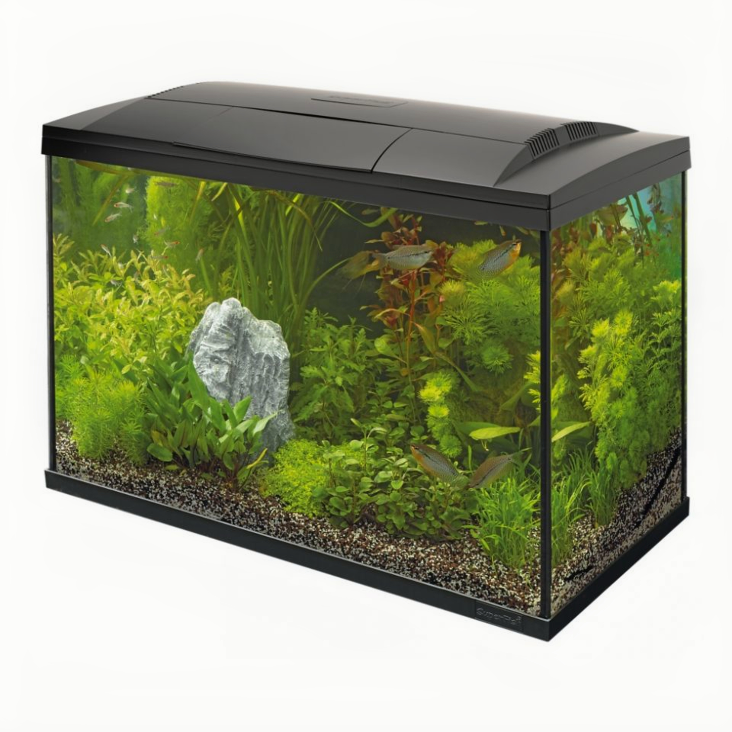 Dier, Aquarium, Vis, Zeeleven, Water