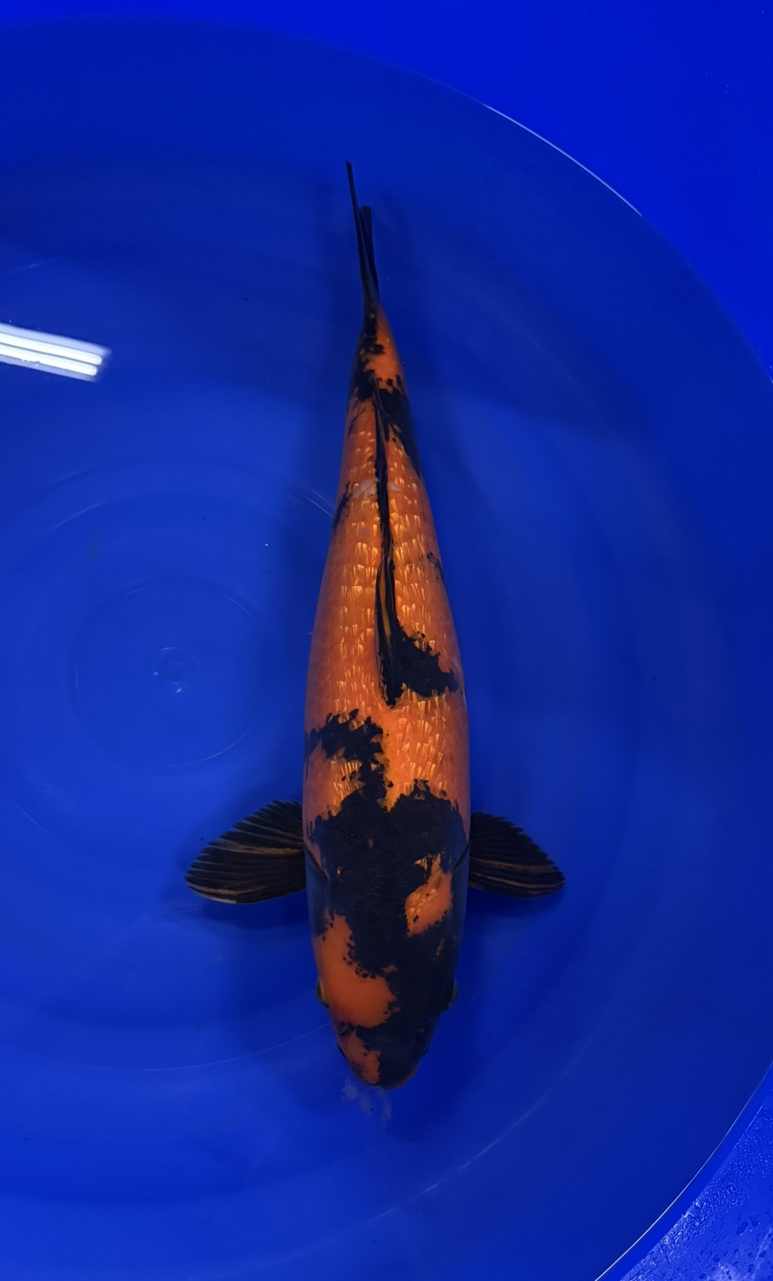 Marusei - Nisai - Ginrin Hi Utsuri - KOI-7260110