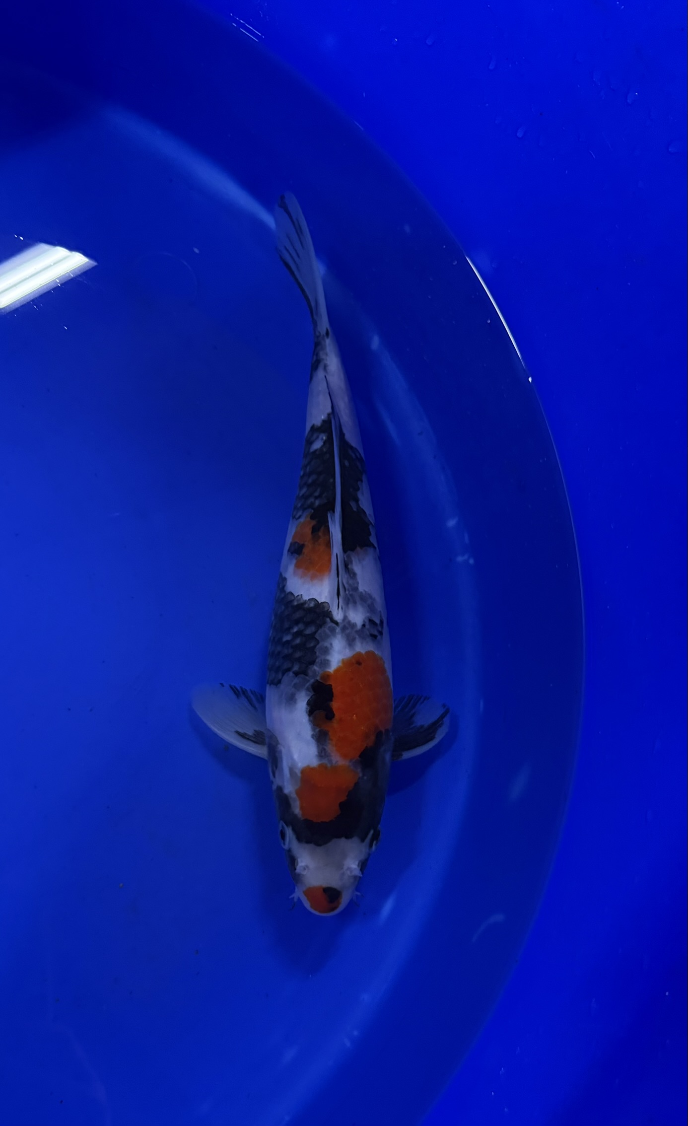 Aquatisch, Karper, Vis, Zeeleven, Koi