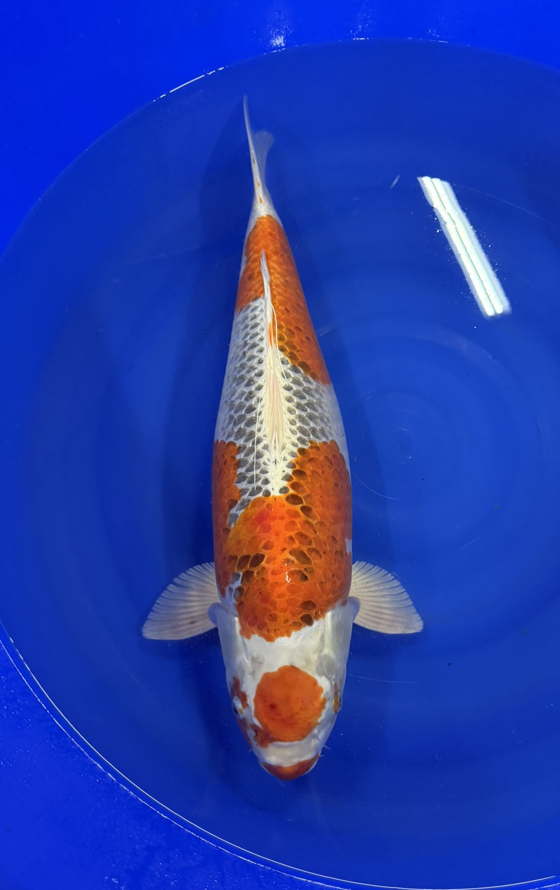 Marusei - Sansai - Kujaku - KOI-7260103