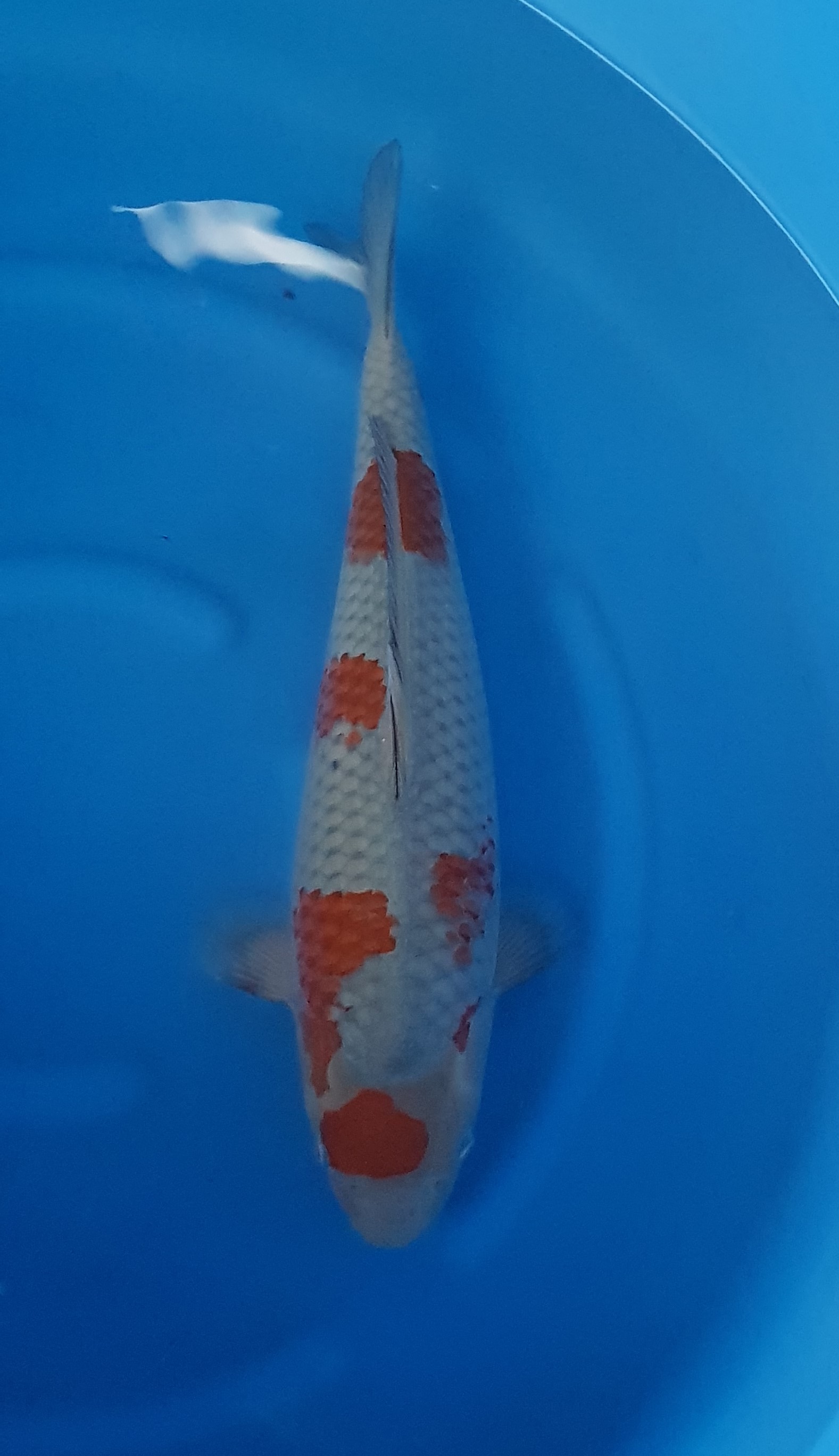 Aquatisch, Karper, Vis, Zeeleven, Koi