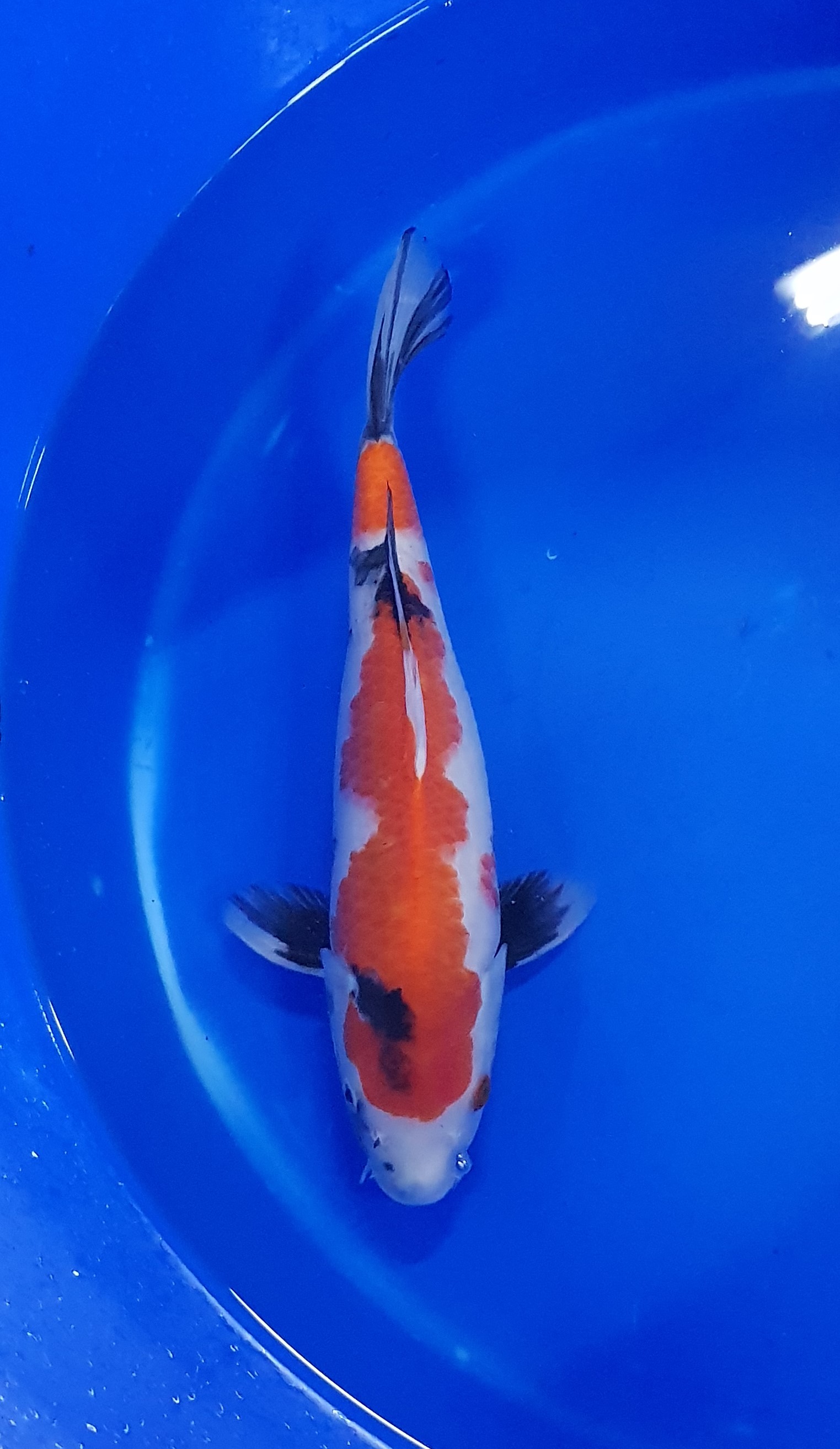 Sekiguchi - Nisai - Showa - KOI-62862