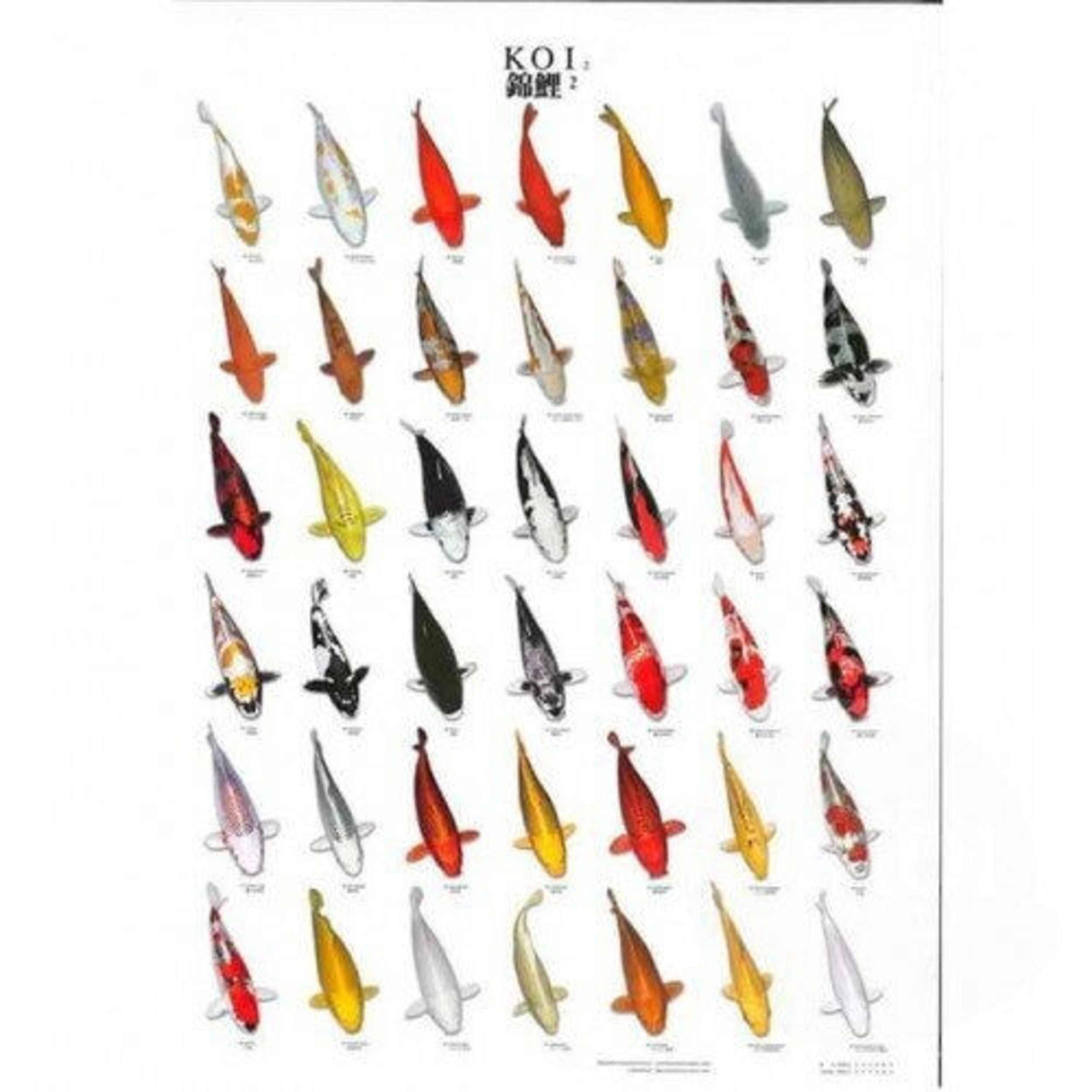 Koiposter Nr.2 Gelamineerd Dier, Vis, Zeeleven, Wapen, Pijlpunt