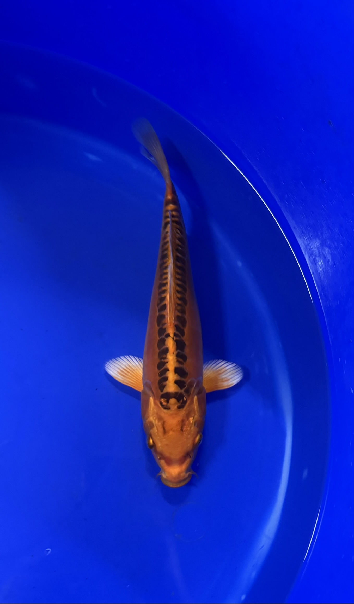 Aquatisch, Vis, Zeeleven, Karper, Koi